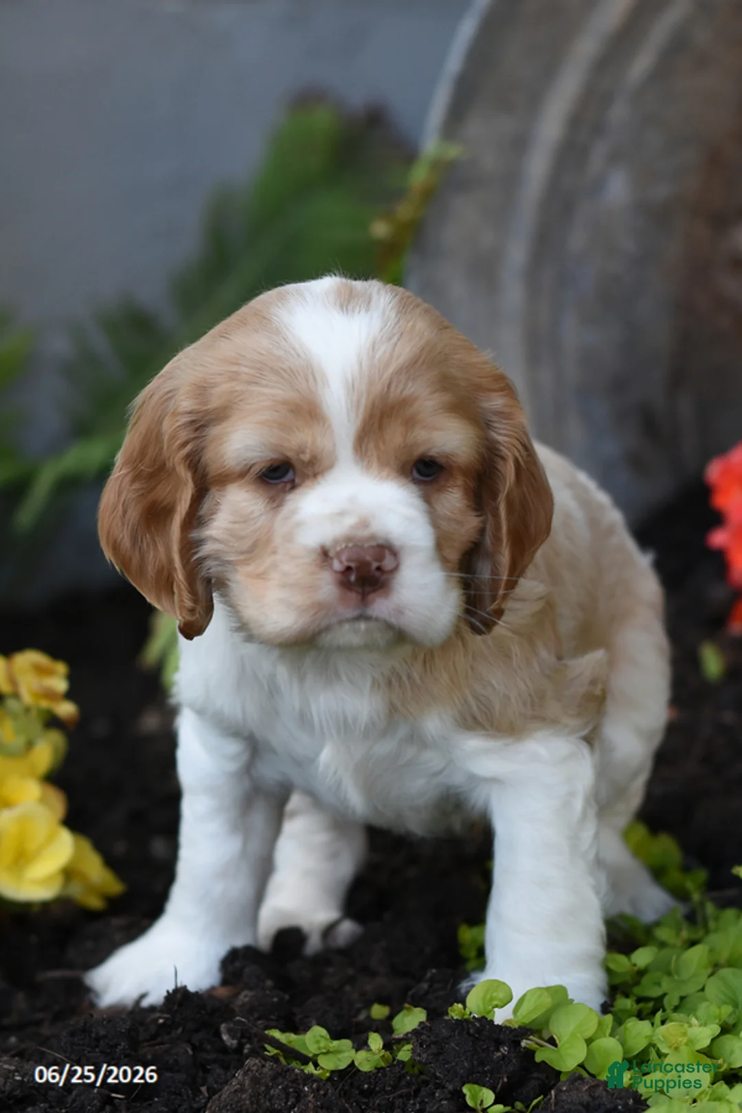 Cocker Spaniel dogs for sale: Benji - Ad 2
