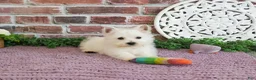 West Highland Terrier dogs for sale: Bonnie - Ad 7