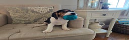 Beagle dogs for sale: Jackson - Ad 2