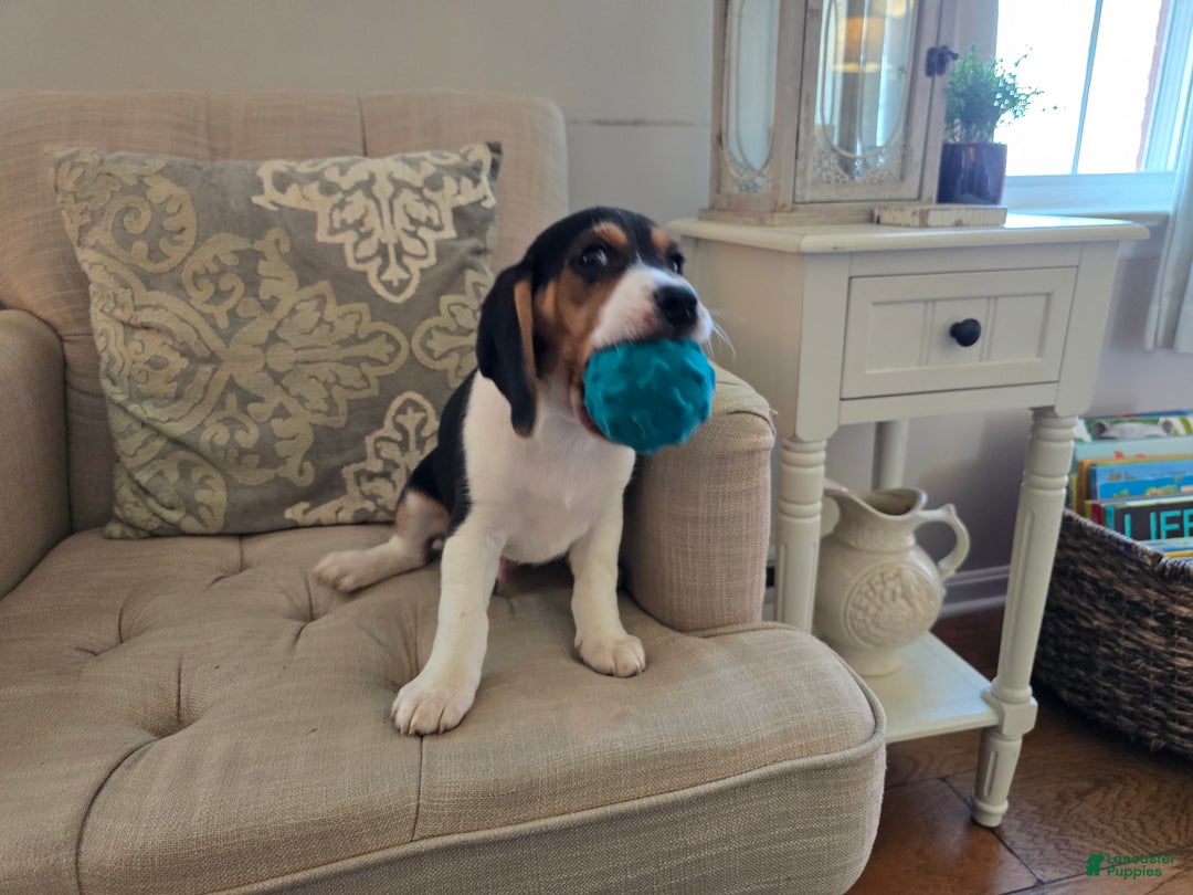 Beagle dogs for sale: Jackson - Ad 2