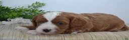 Miniature Poodle dogs for sale: Pebbles - Ad 4