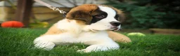 Saint Bernard dogs for sale: William Saint Bernard  - Ad 5