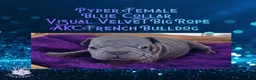 French Bulldog dogs for sale: Pyper “Blue”Collar, Female - Ad 16