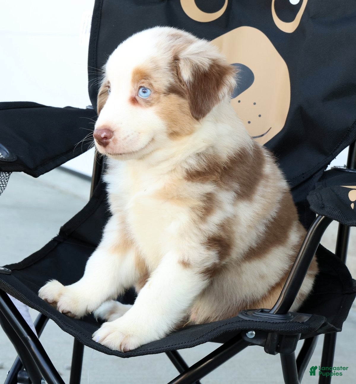 Miniature Australian Shepherd dogs for sale: Turbo - Ad 4