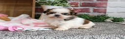 Shih Tzu dogs for sale: Jessie - Ad 5