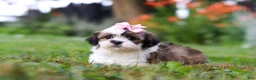 Shih Tzu dogs for sale: Summer - Ad 3