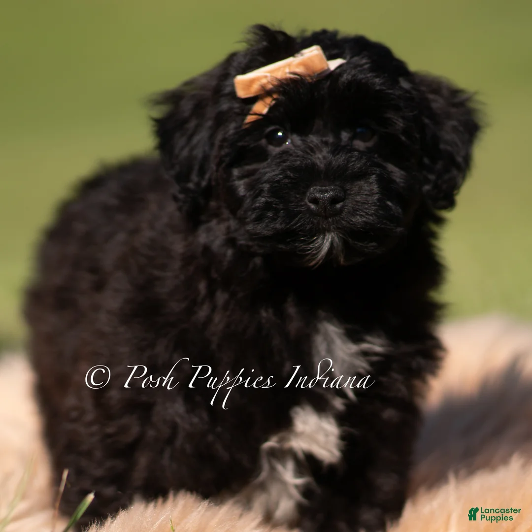 Yorkiepoo dogs for sale: Pixel - Ad 2