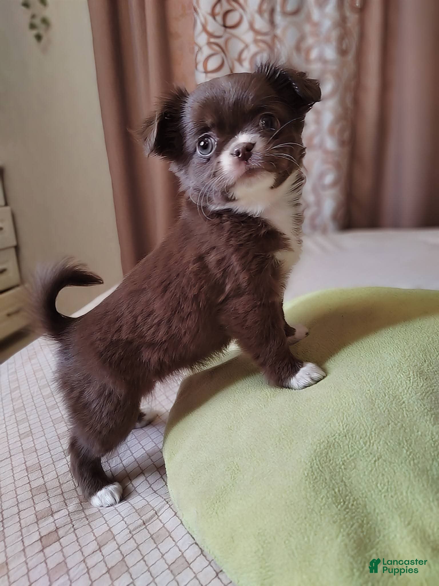 Chihuahua dogs Lily - Ad 36