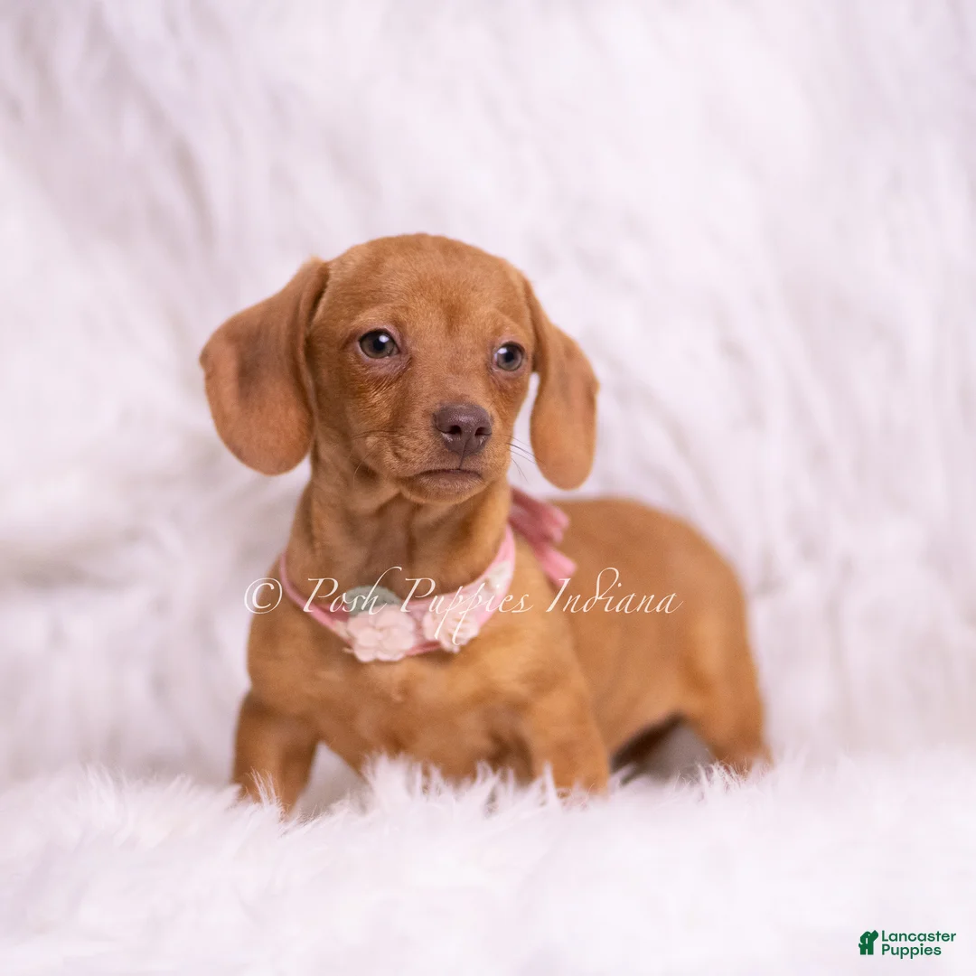 Miniature Dachshund dogs for sale: Jennie - Ad 2