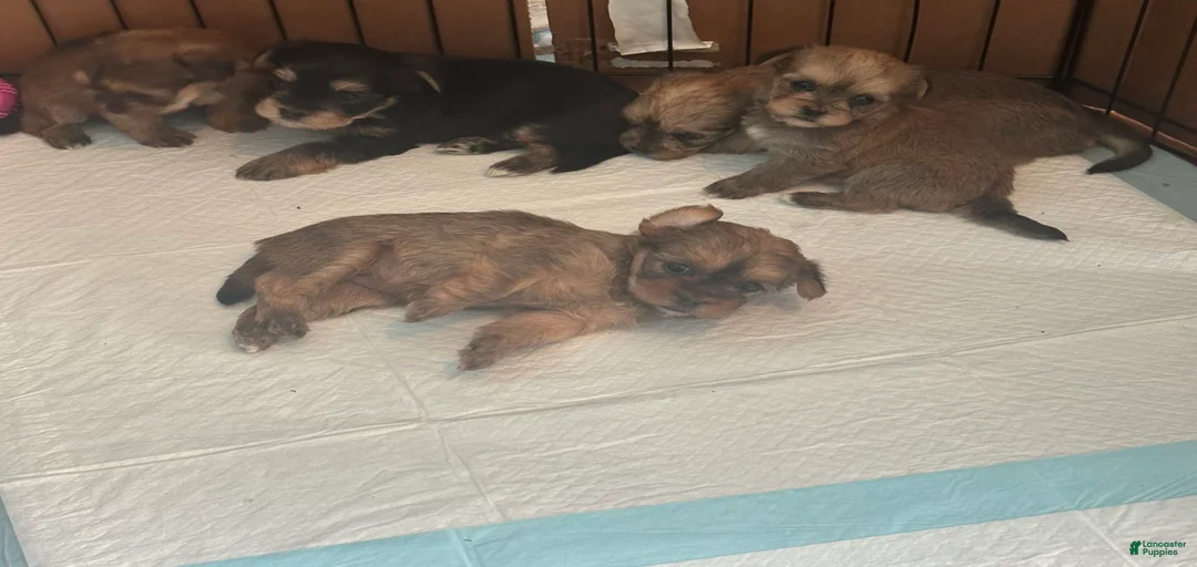 Gallery Image {{count}}