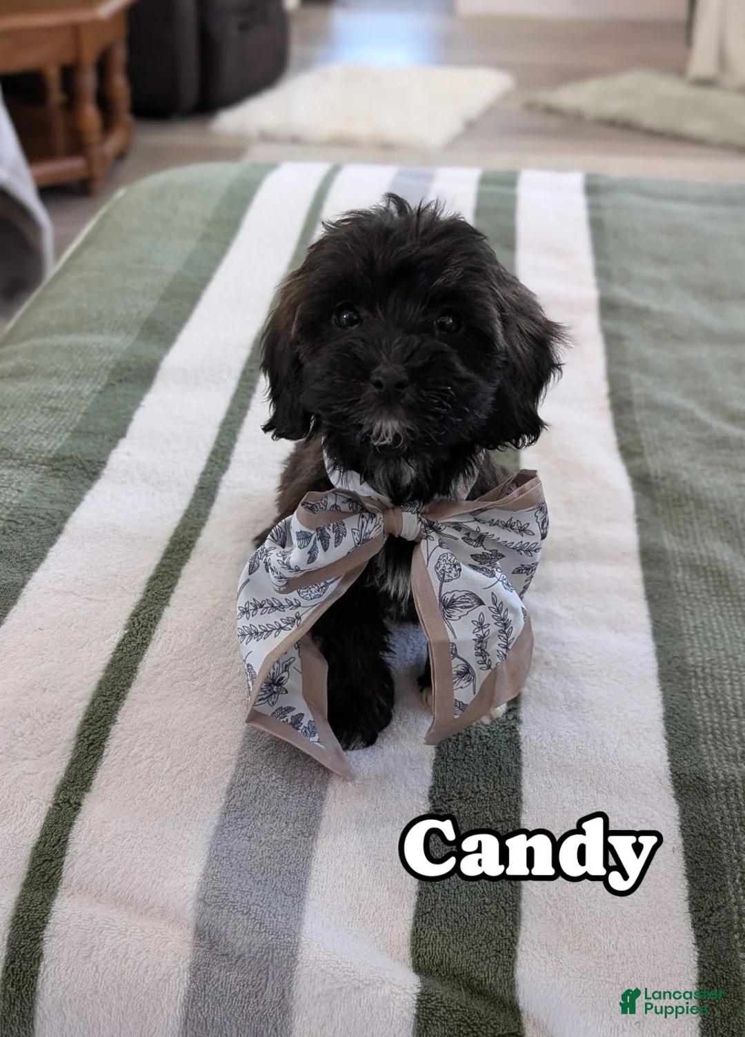 Havapoo dogs for sale: Candy  - Ad 1