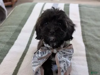 Havapoo dogs for sale: Candy - Ad 1