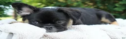 French Bulldog dogs for sale: Panda - Ad 3