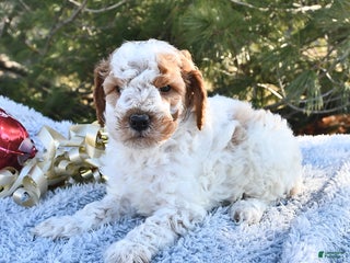 Mini Goldendoodle dogs Cooper - Ad 14