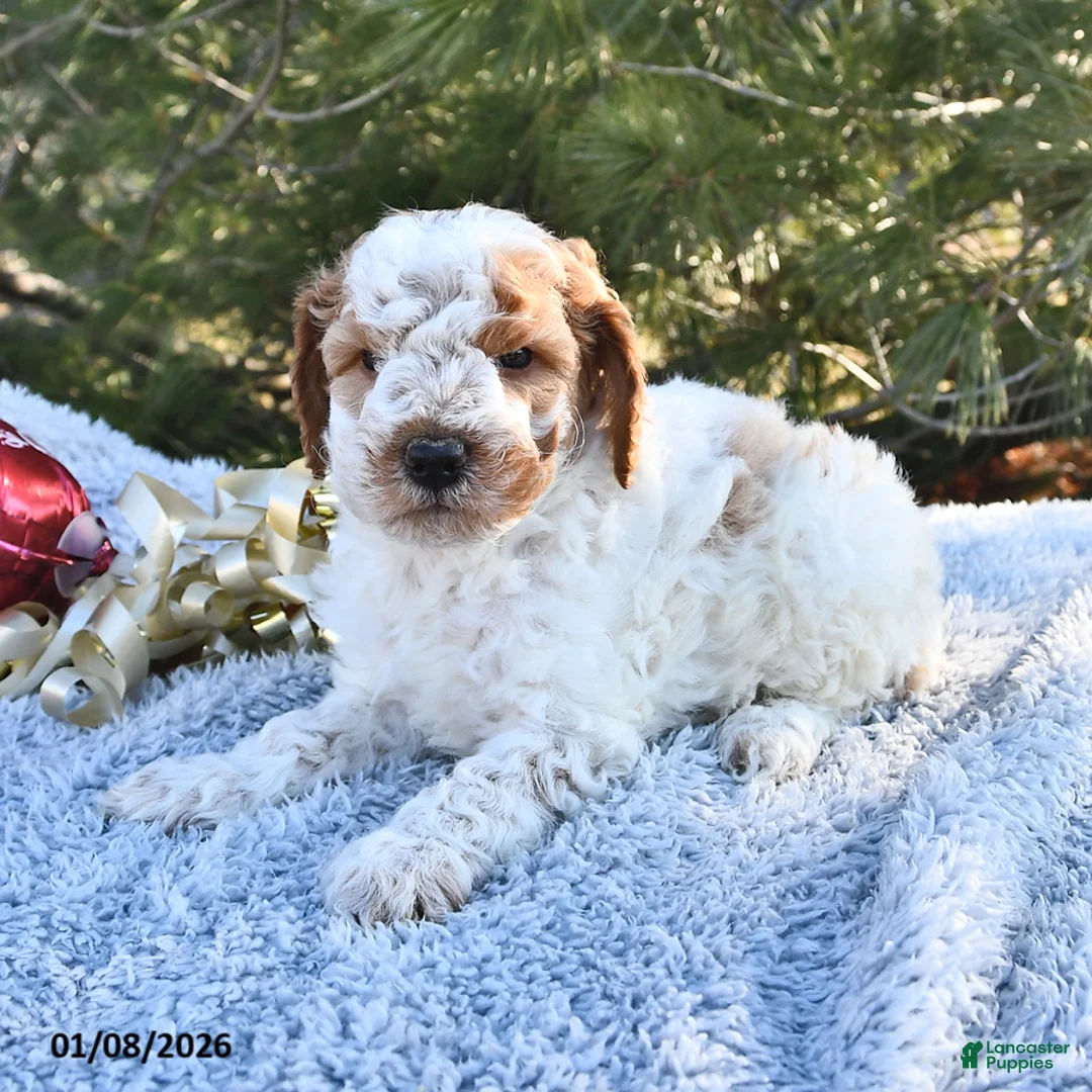 Mini Goldendoodle dogs for sale: Cooper - Ad 6