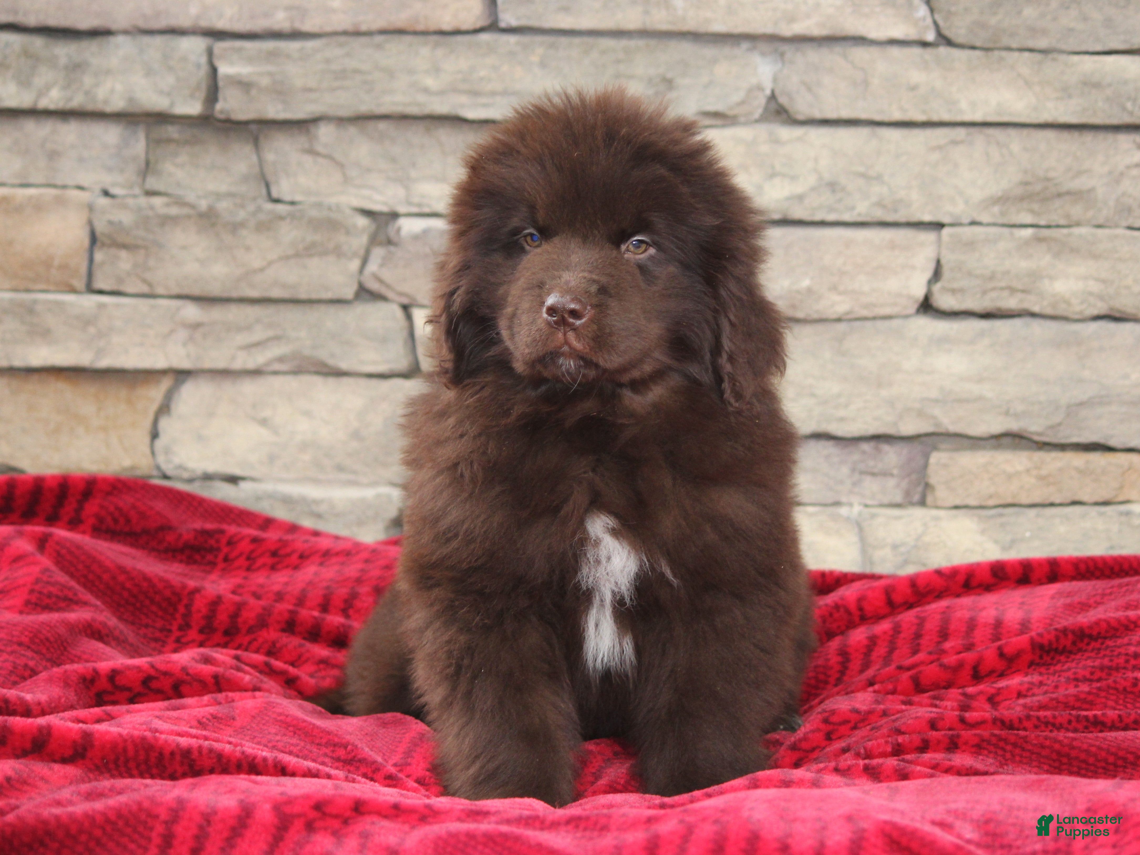 Newfoundland dogs Pansy  - Ad 1