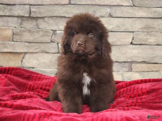 Newfoundland dogs Pansy - Ad 6