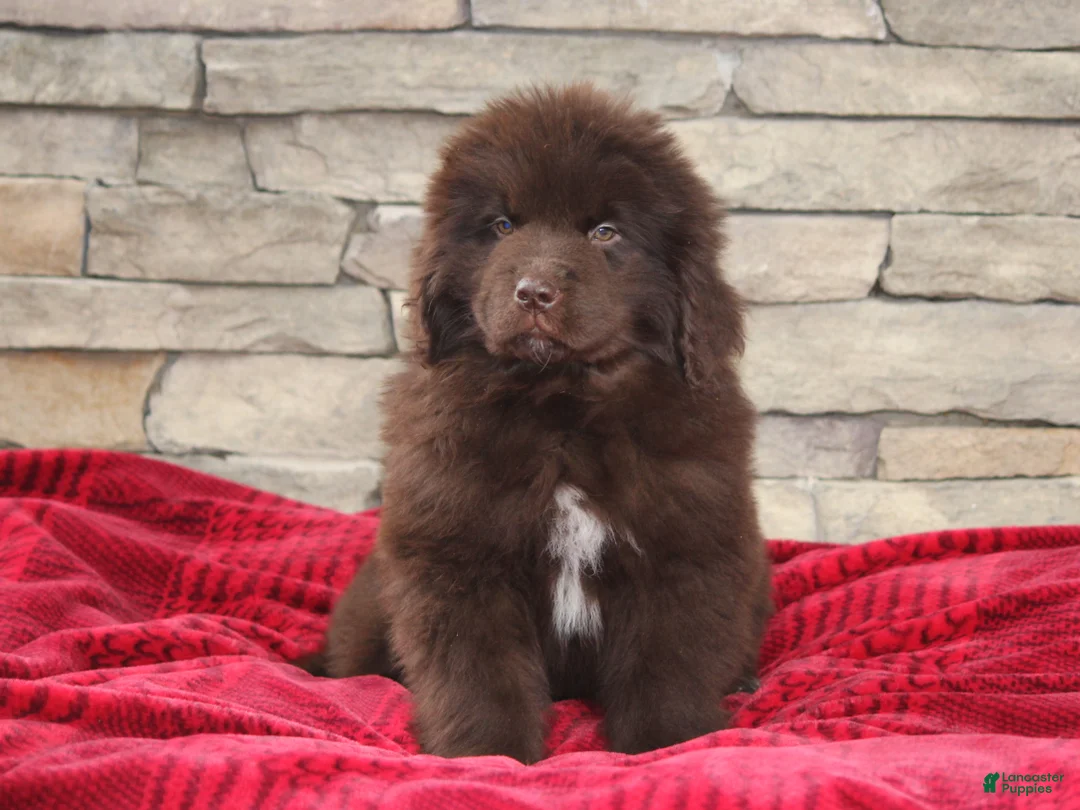 Newfoundland dogs for sale: Pansy  - Ad 6