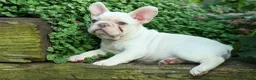 French Bulldog dogs for sale: Snoopy 🐶 - Ad 13