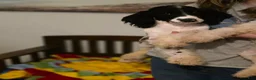 Sheepadoodle dogs for sale: Sheepadoodle 5 - Ad 3