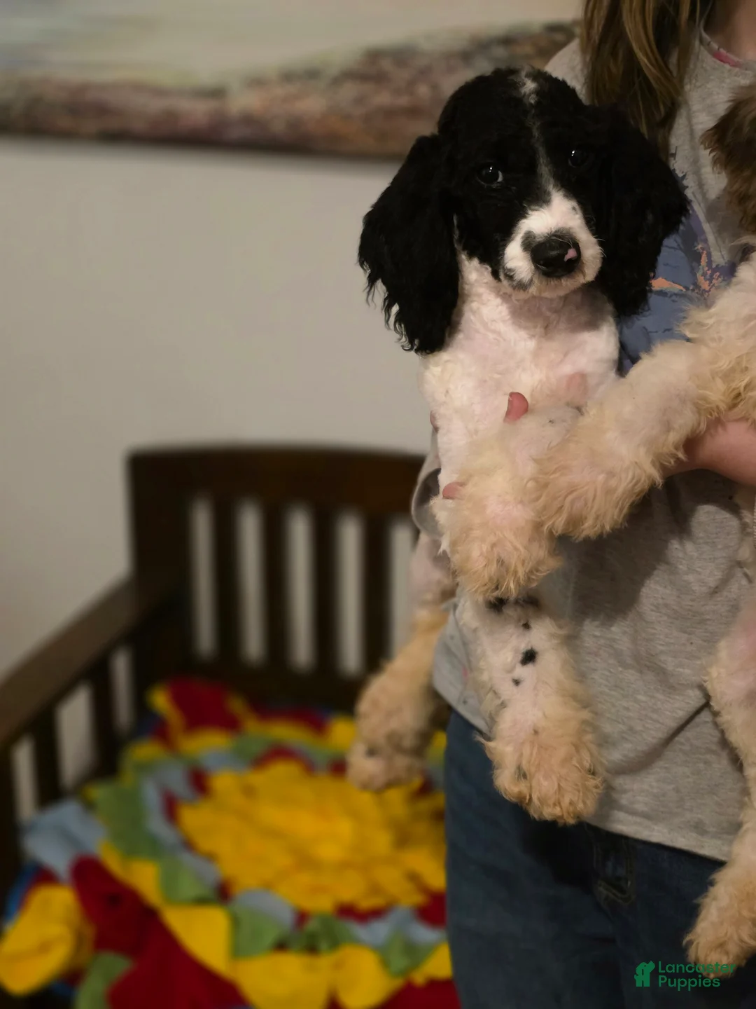 Sheepadoodle dogs for sale: Sheepadoodle 5 - Ad 3