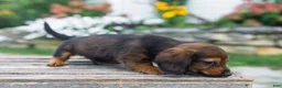 Miniature Dachshund dogs for sale: Gus - Ad 9