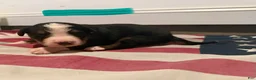 Bernese Mountain Dog dogs for sale: Teal - Ad 11