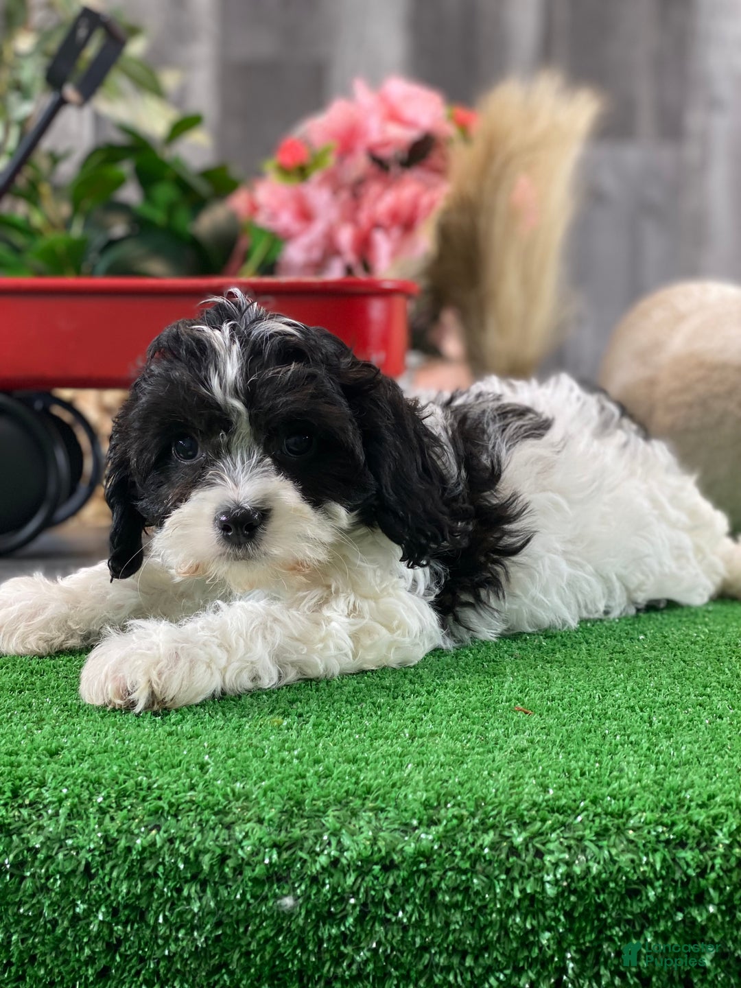 Cavachon dogs for sale: Vincent - Ad 2