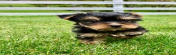 Yorkshire Terrier dogs for sale: Autumn - Ad 8