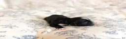 Mini Bernedoodle dogs for sale: Walter  - Ad 4