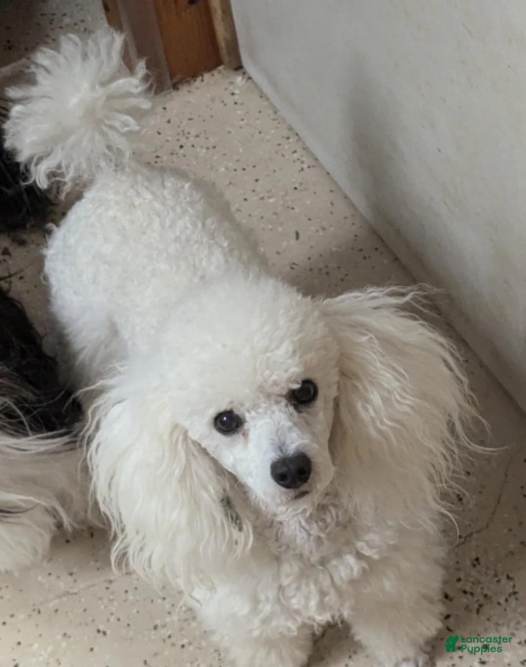 Miniature Poodle dogs for sale: Sugar - Ad 6