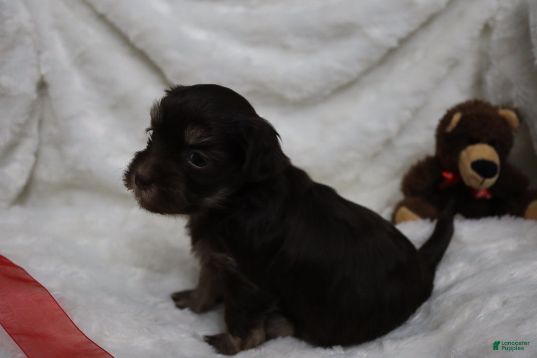 Havanese dogs for sale: Chocolate - Ad 5
