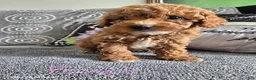 Miniature Poodle dogs for sale: Lindsay - Ad 1