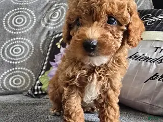 Miniature Poodle dogs Lindsay - Ad 31