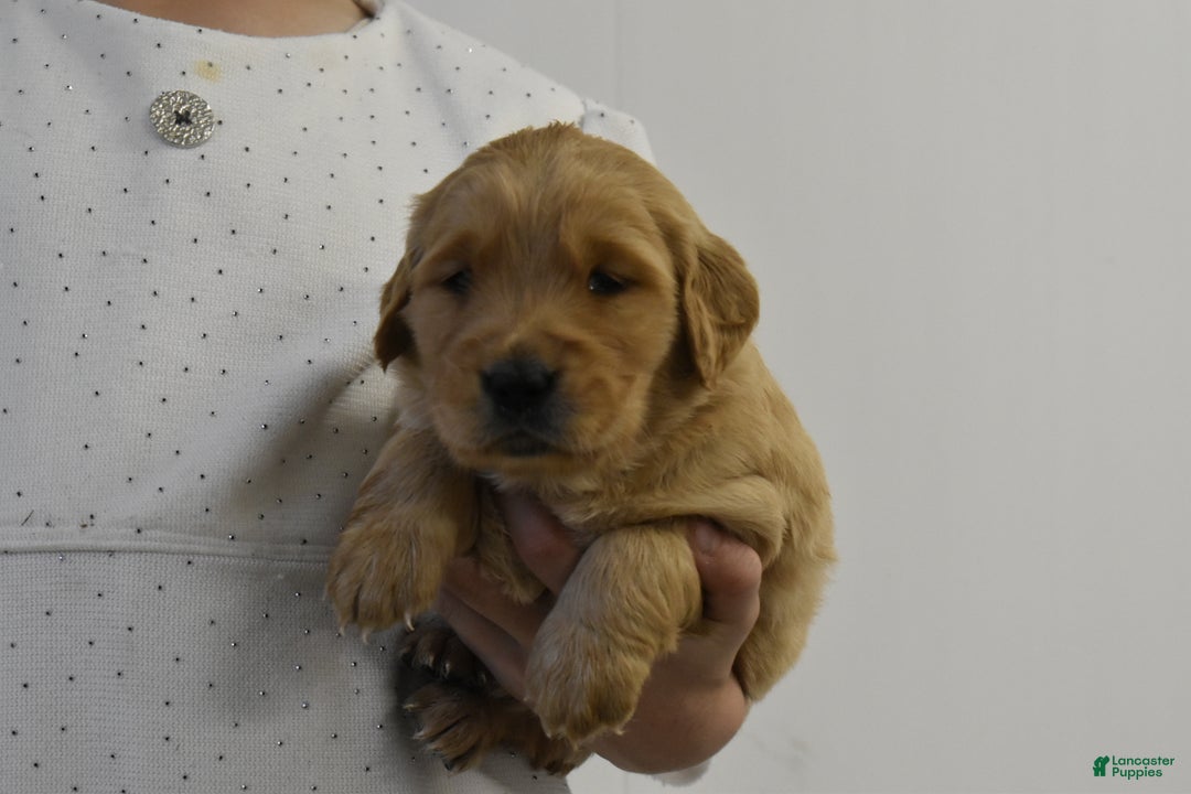 Golden Retriever dogs for sale: London - Ad 4