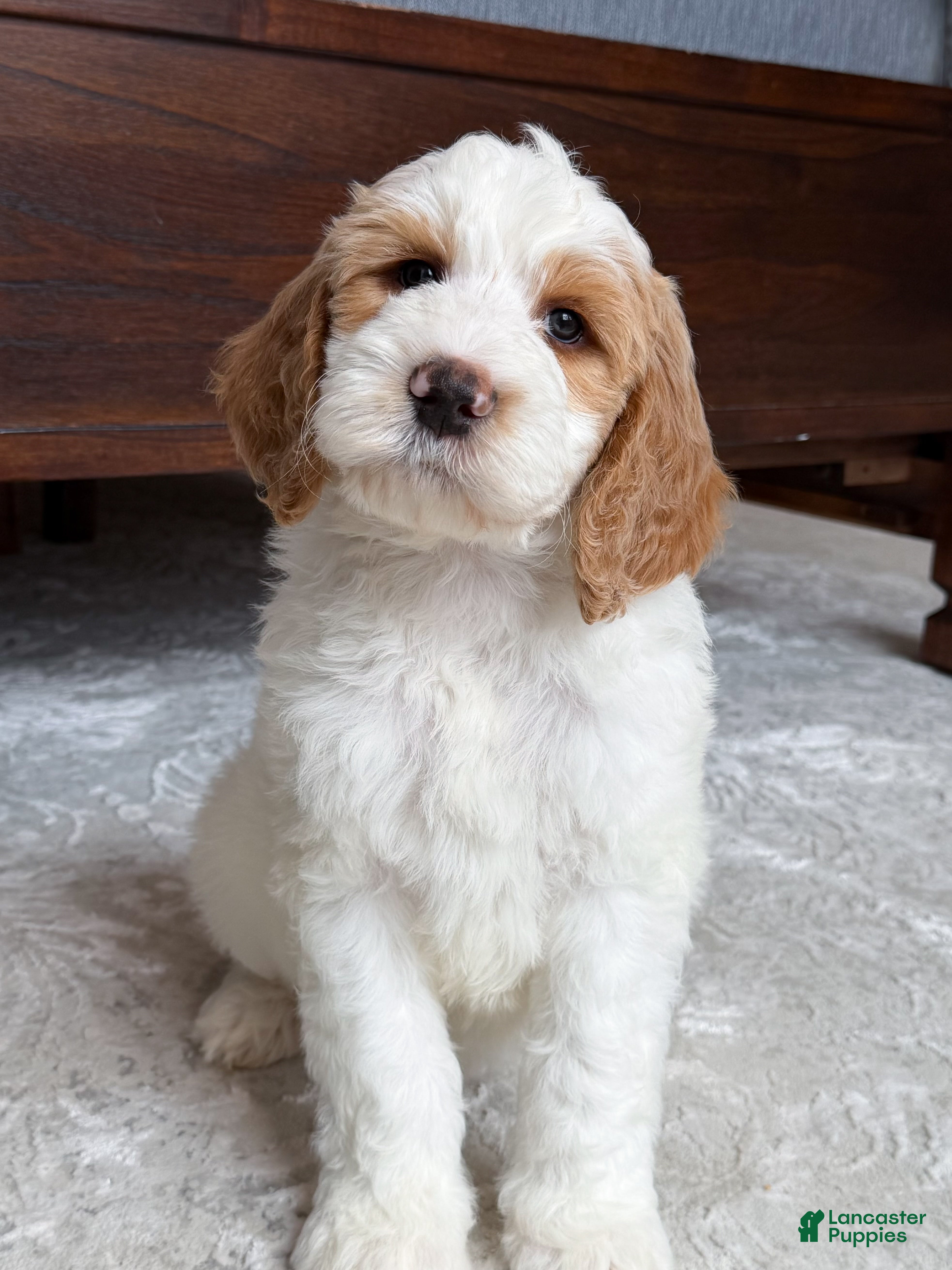 Goldendoodle dogs Knox - Ad 1