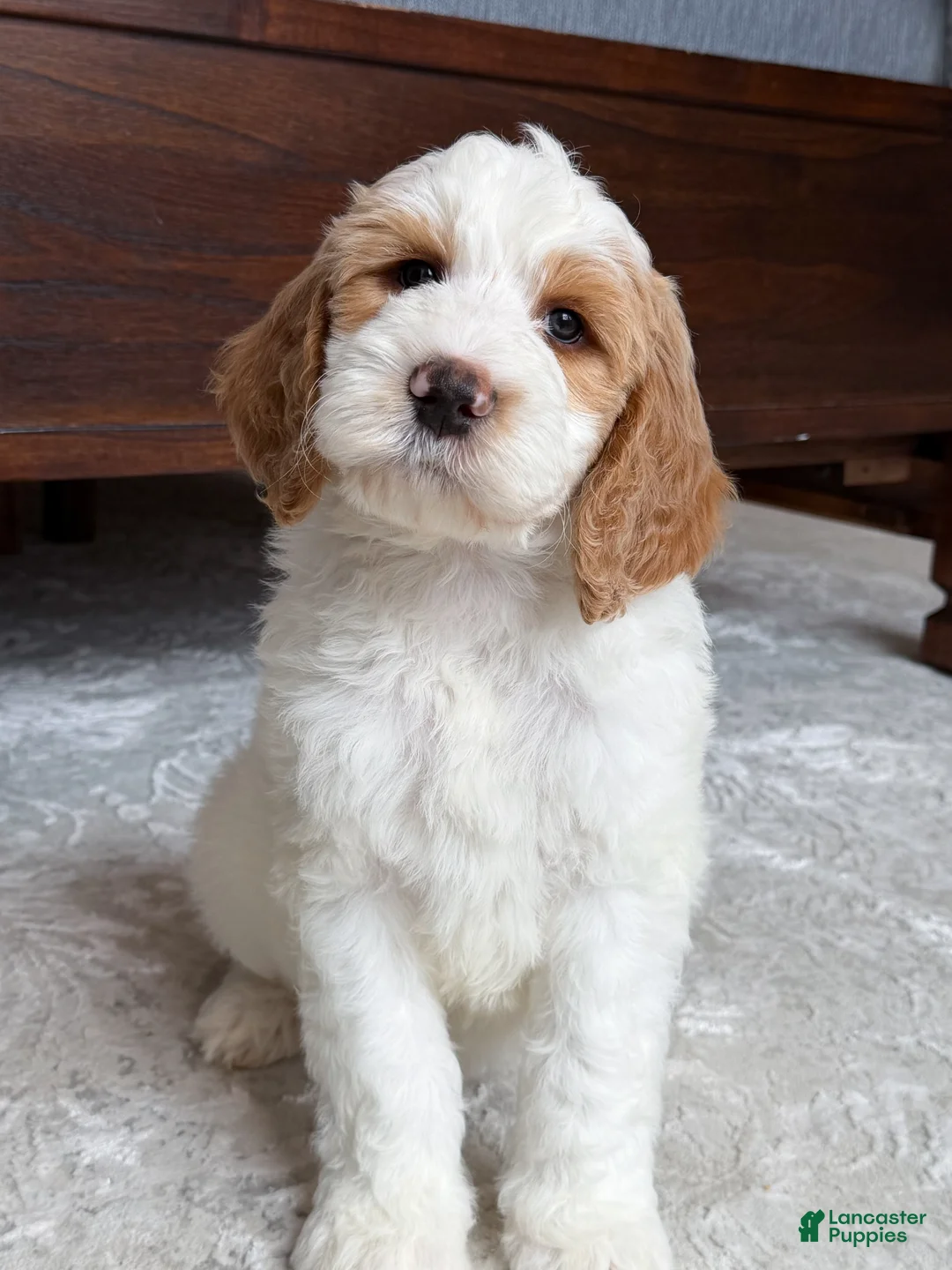 Goldendoodle dogs for sale: Knox - Ad 1
