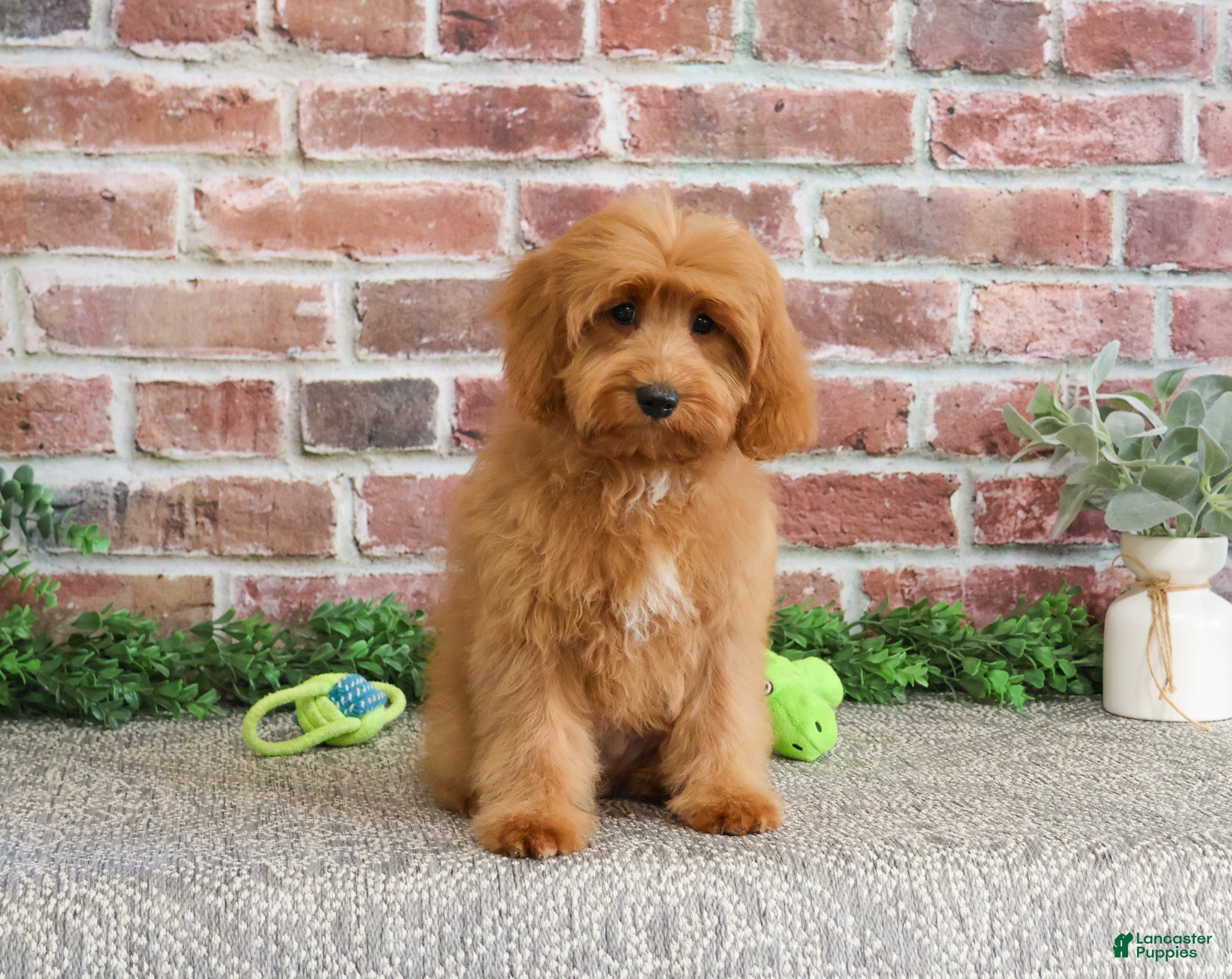 Cavapoo dogs Carson - Ad 11