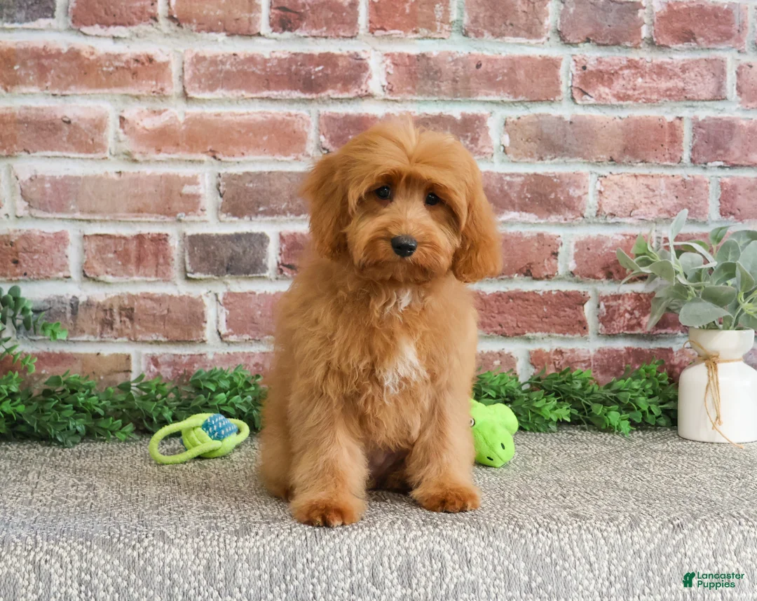 Cavapoo dogs for sale: Carson - Ad 1