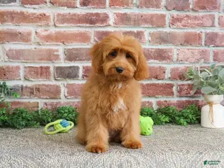 Cavapoo dogs Carson - Ad 3