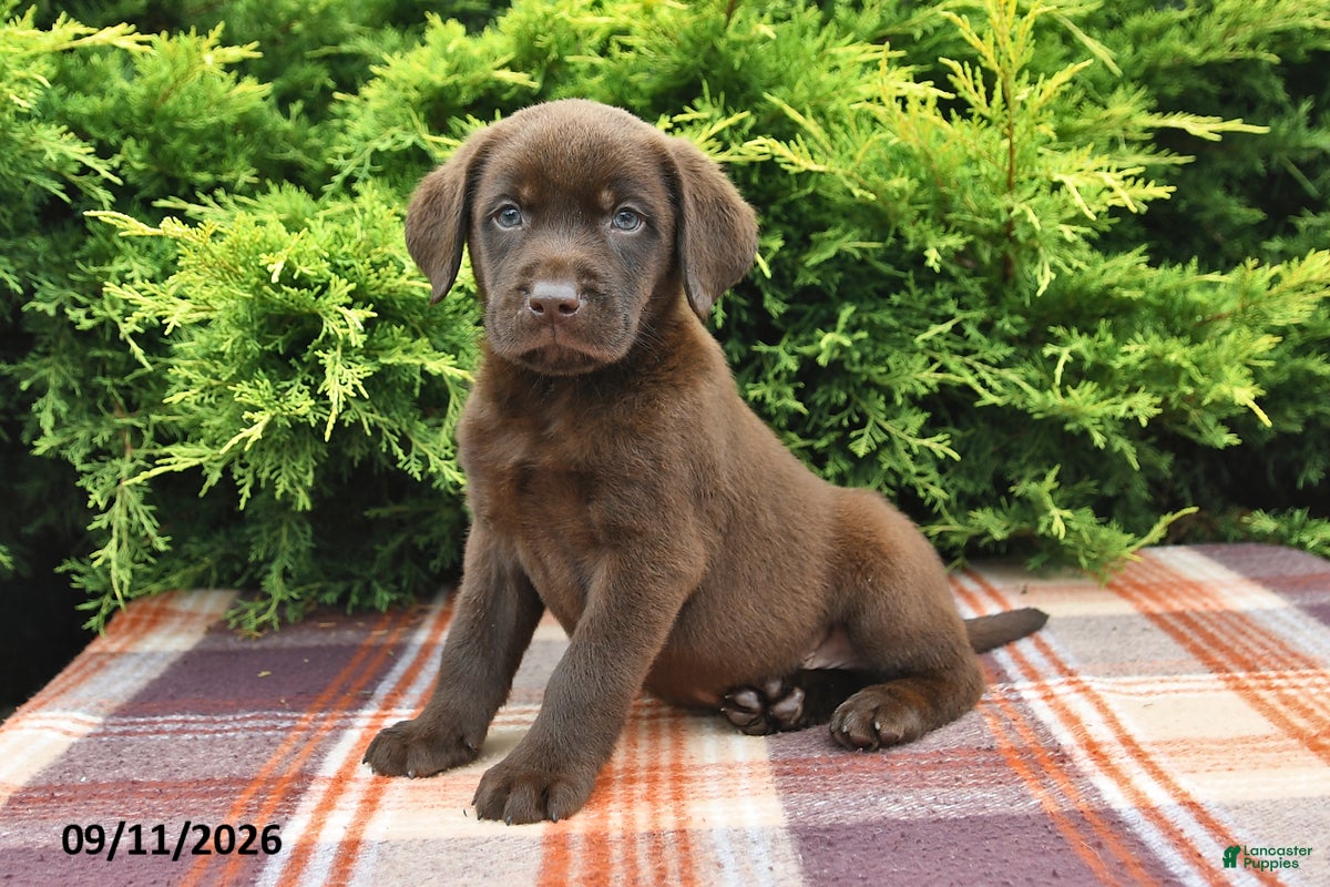 Labrador Retriever dogs Kipper - Ad 1