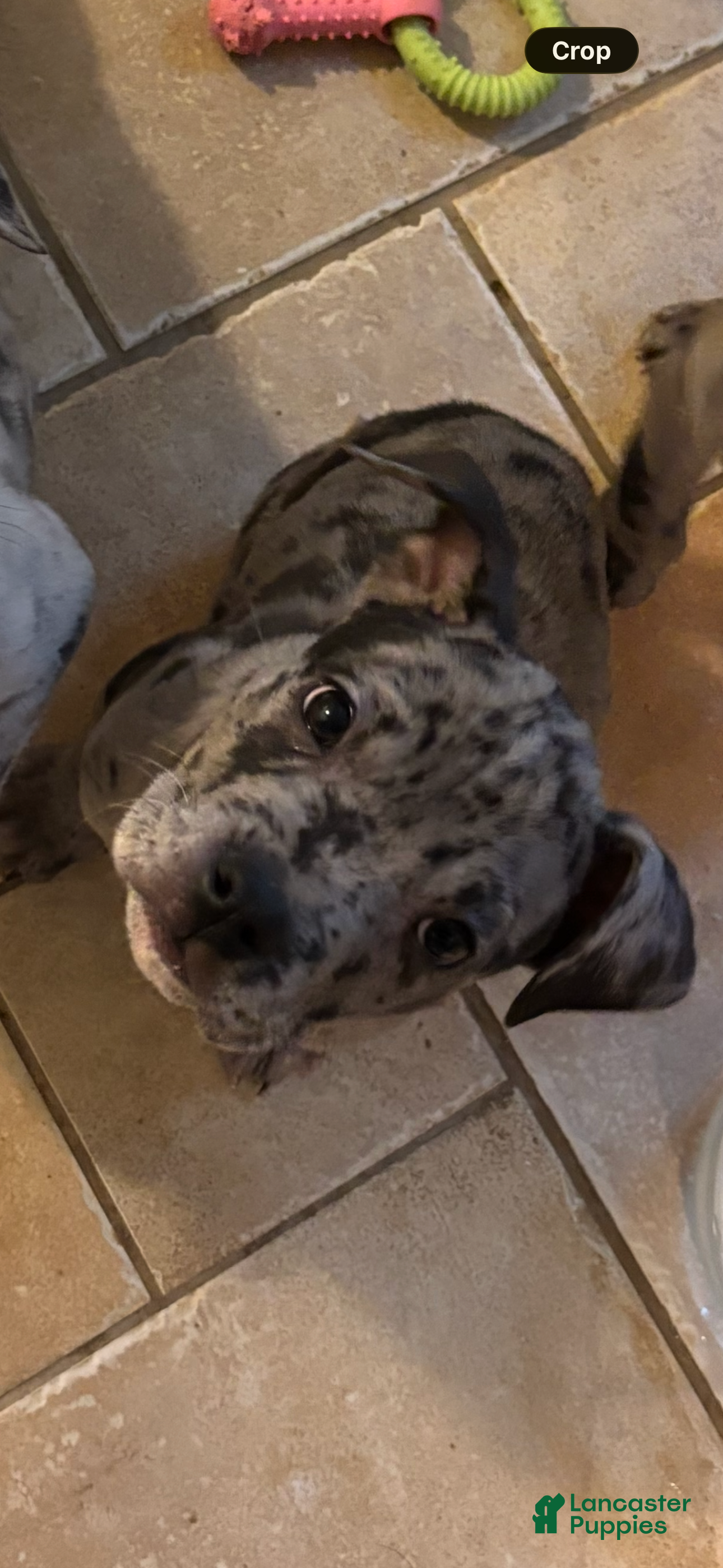 Mixed Breed dogs Skeeter - Ad 33
