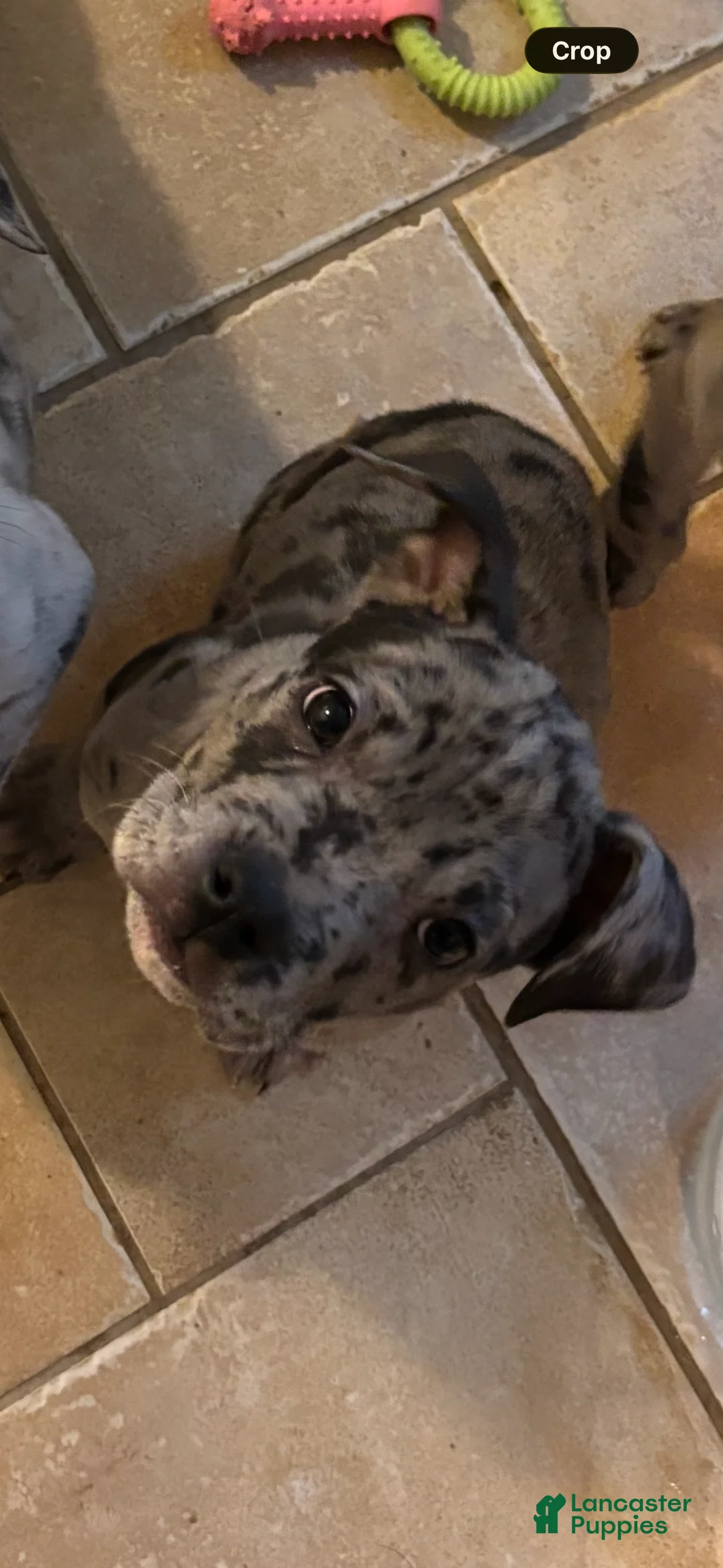 Mixed Breed dogs for sale: Skeeter - Ad 1