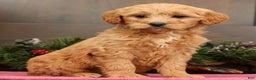 Mini Goldendoodle dogs for sale: Paisley - Ad 2