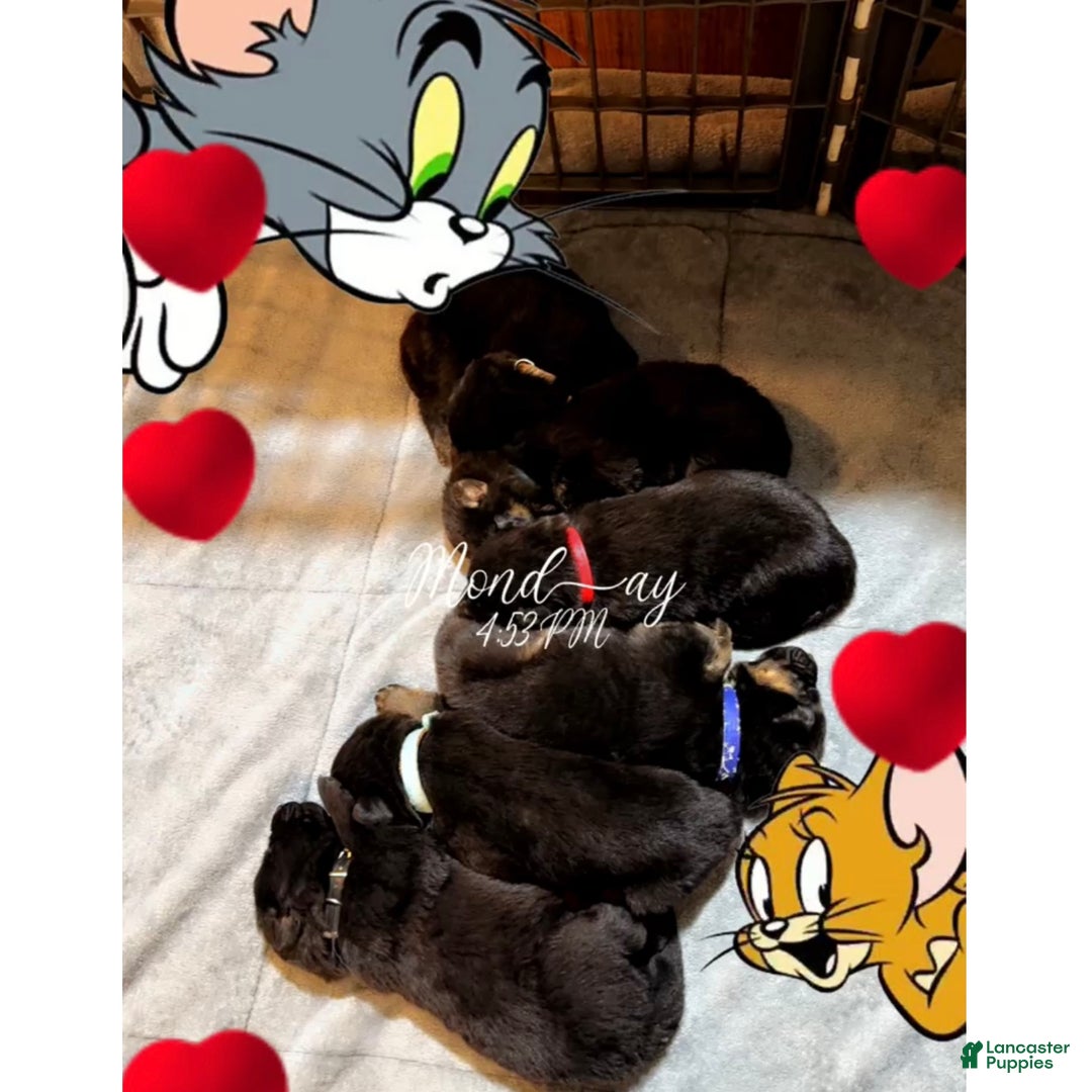 German Shepherd dogs for sale: SCAMPI - Ad 23