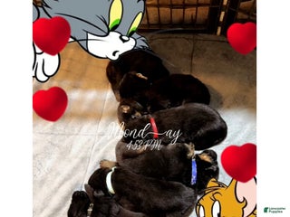 German Shepherd dogs SWAYZE - Ad 40