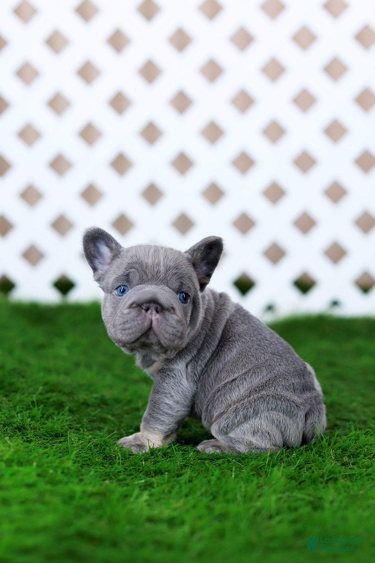 French Bulldog dogs Milo - Ad 1