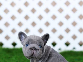 French Bulldog dogs Milo - Ad 5
