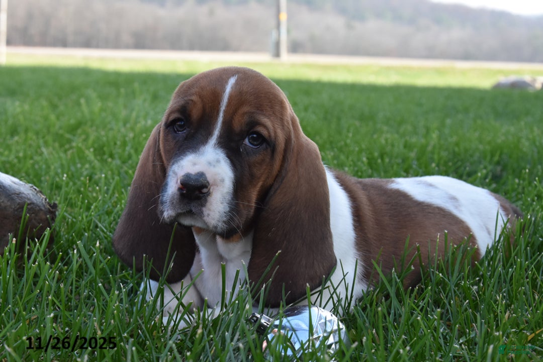 Basset Hound dogs for sale: Patience - Ad 2