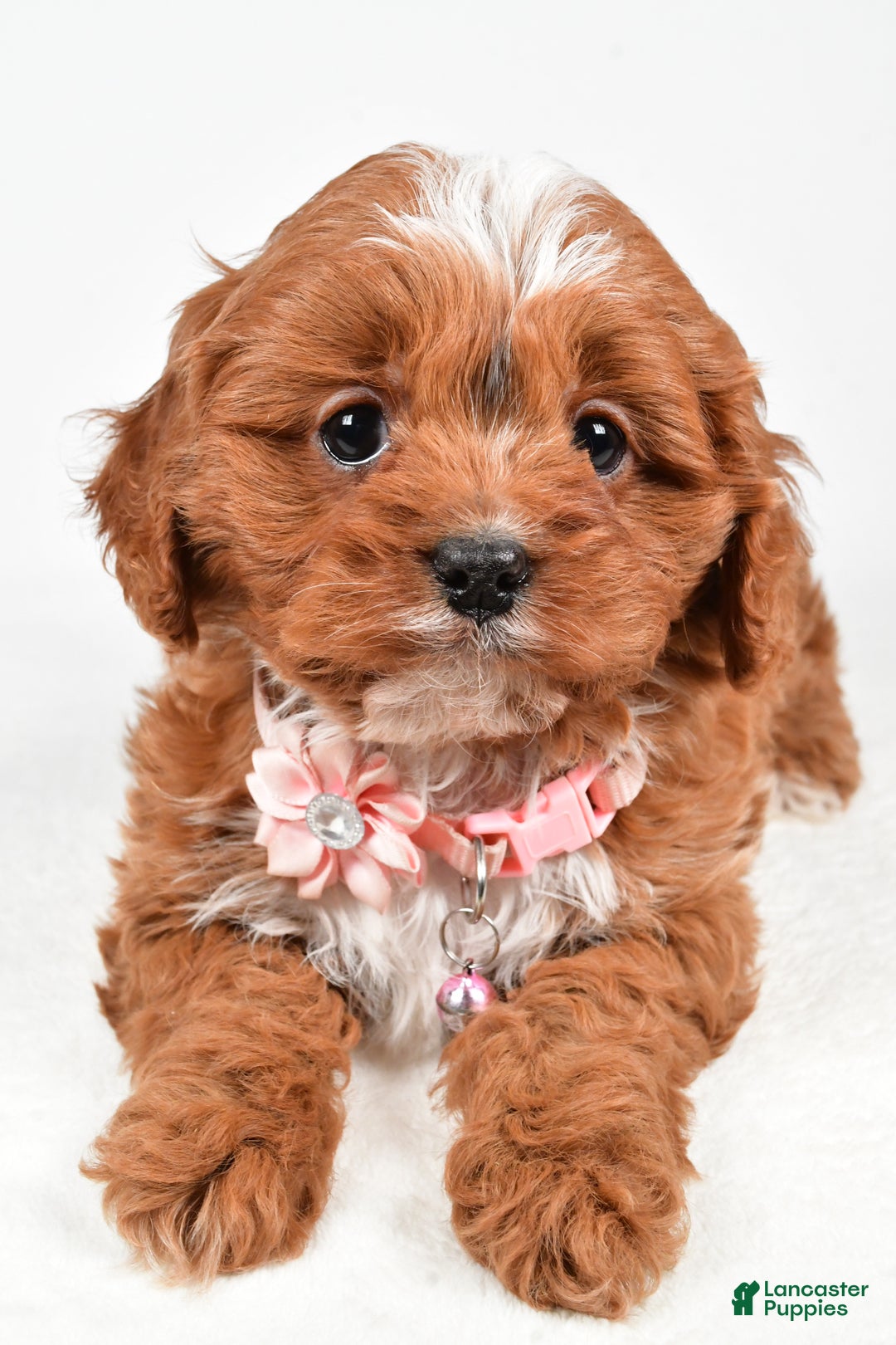 Cavapoo dogs for sale: Ruby - Ad 4